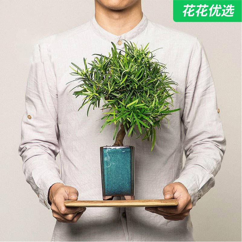 罗汉松小高盆景 树形挺拔优美