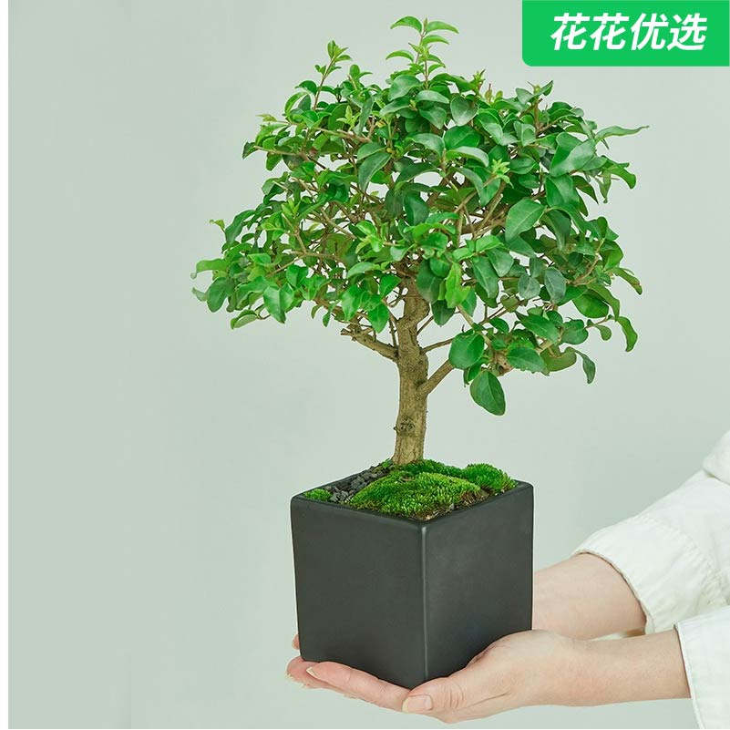 山紫甲小黑方盆景 寓意四季常青