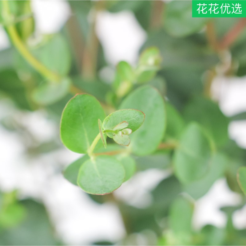尤加利 自带滤镜的网红盆栽