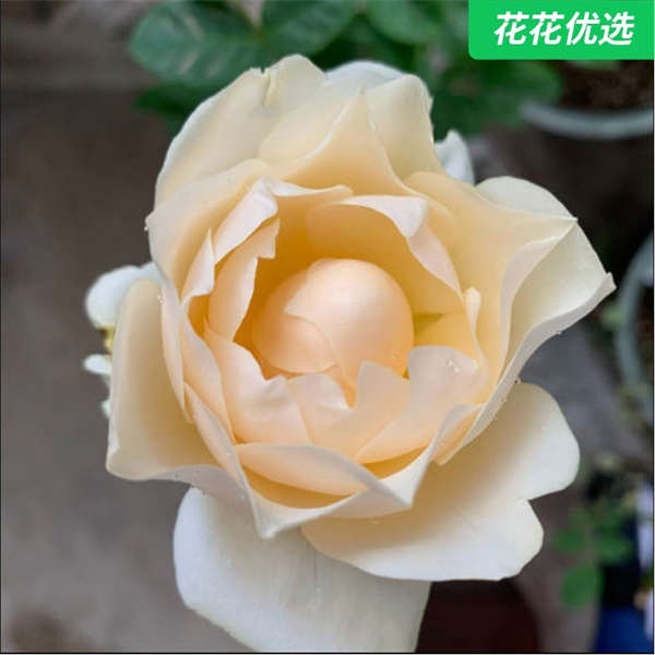 金色伊芙伯爵灌木月季华丽一加仑