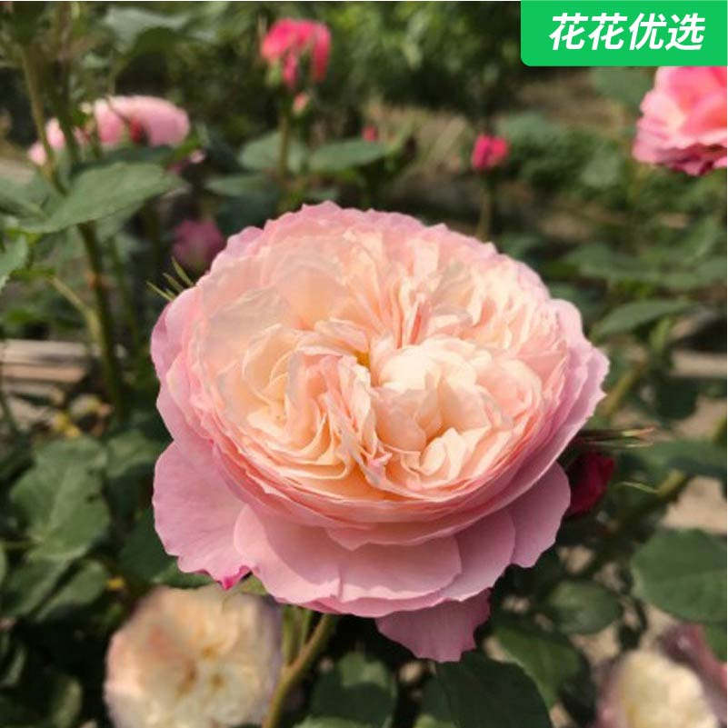 康斯坦兹灌木月季抗病性好一加仑