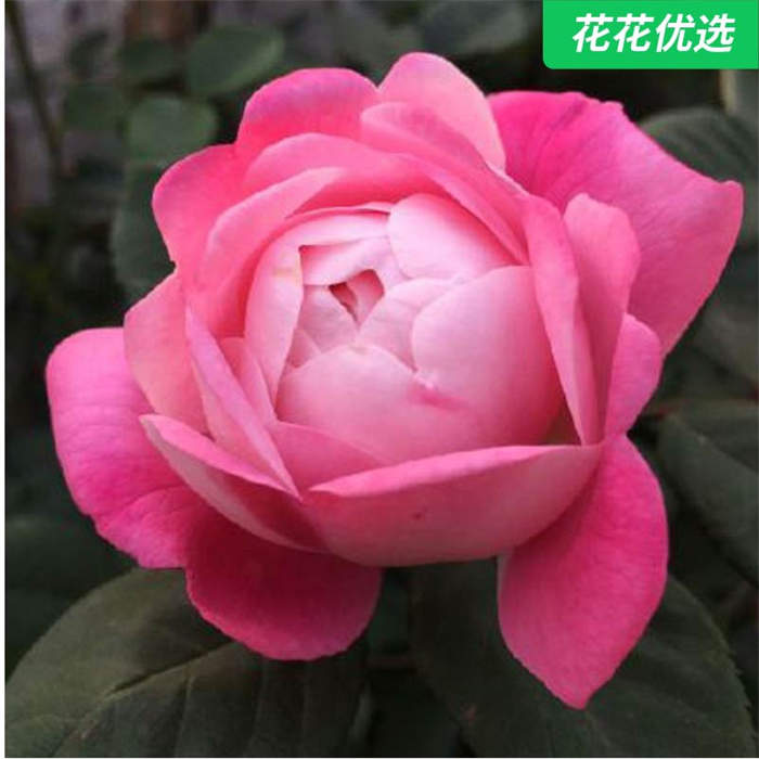 梦光环灌木月季魅力花朵一加仑