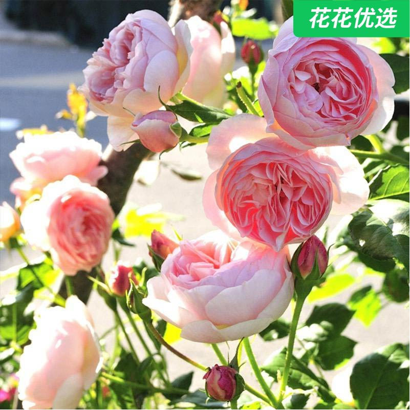 女人遗产灌木月季白色秀丽一加仑