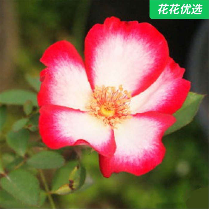 漂亮的吻灌木月季四季盛开一加仑