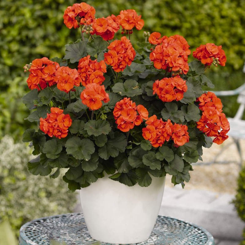 天竺葵盆栽 天竺葵四季盛开