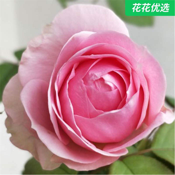 美声微型月季 青山盆多季开花