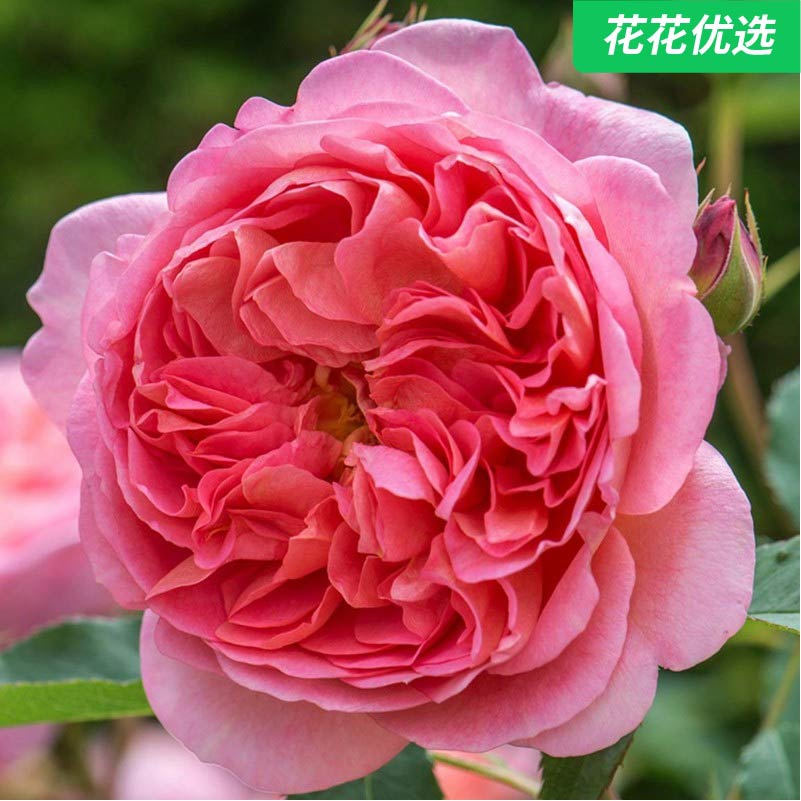 灌木月季合集青山盆  一年三季开花