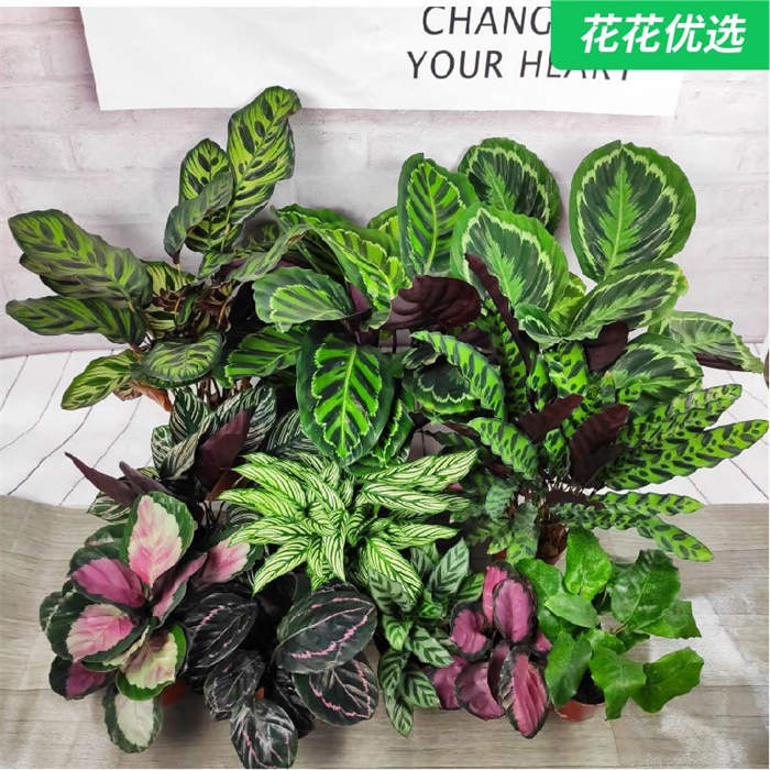 竹芋植物观叶室内花红美丽豹纹孔雀彩美丽红玫瑰竹芋盆栽