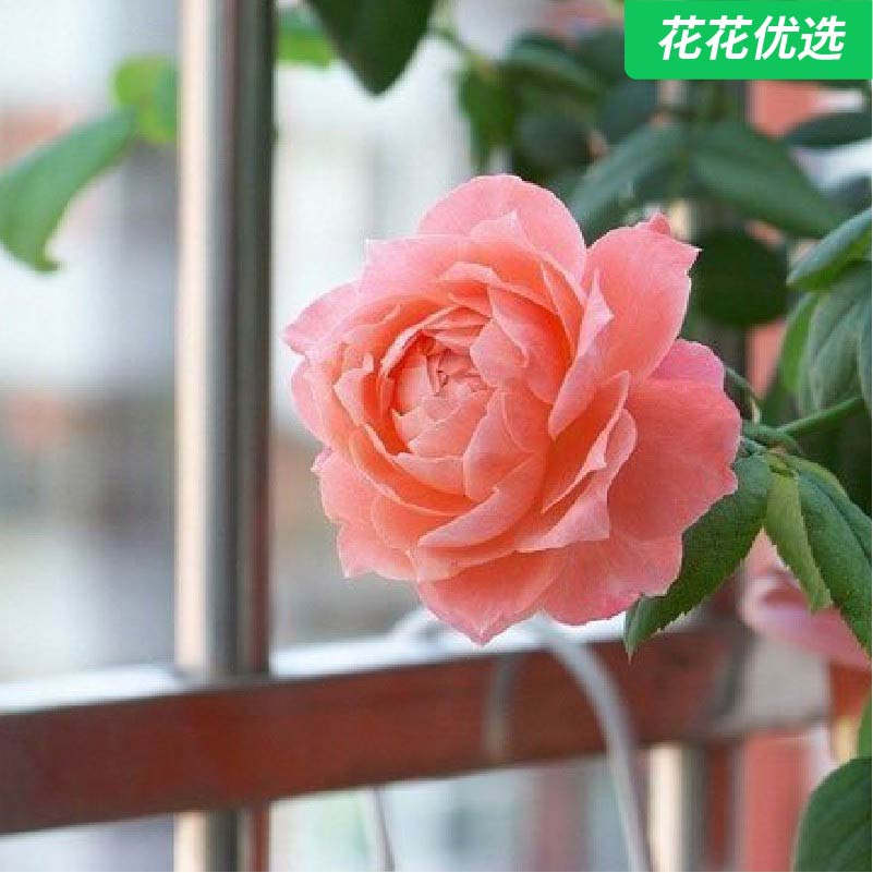 月季花 幸运甜蜜回音 四季开花 灌木浓香切花月季 阳台盆栽