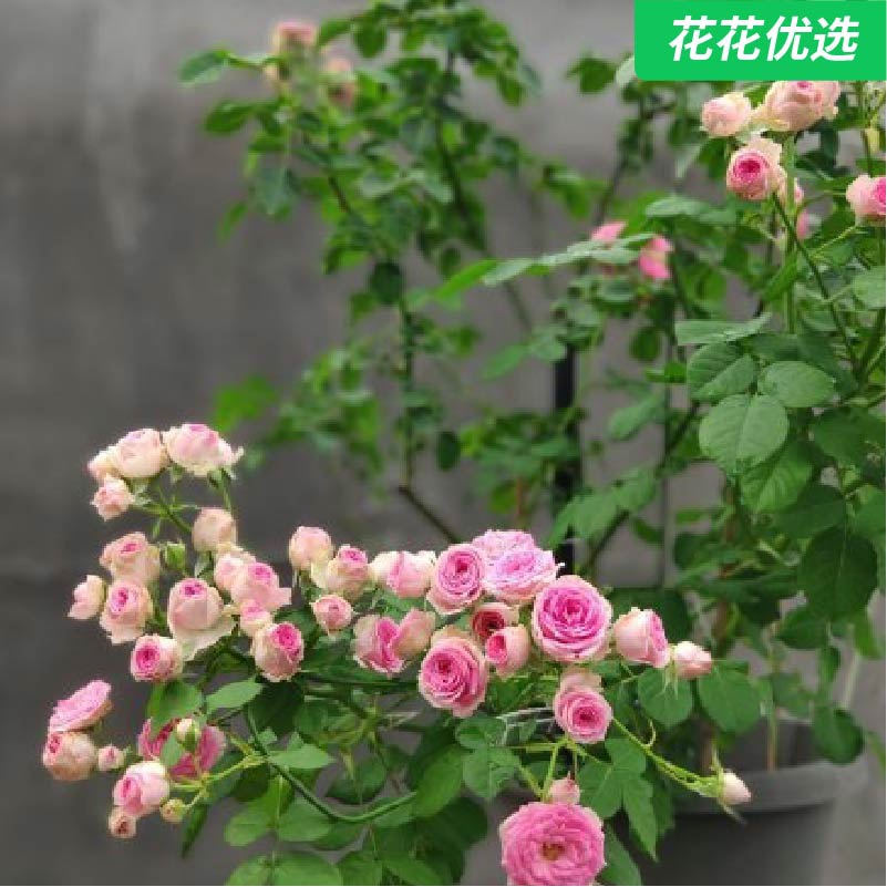 超感  微型月季 花朵娇小