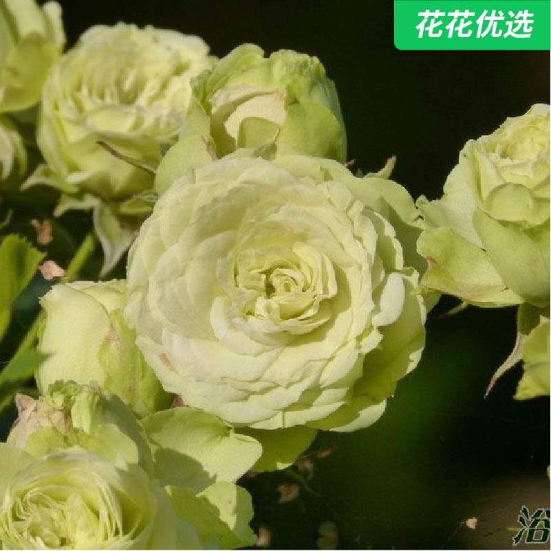 可爱的绿 微型月季  白绿色混合