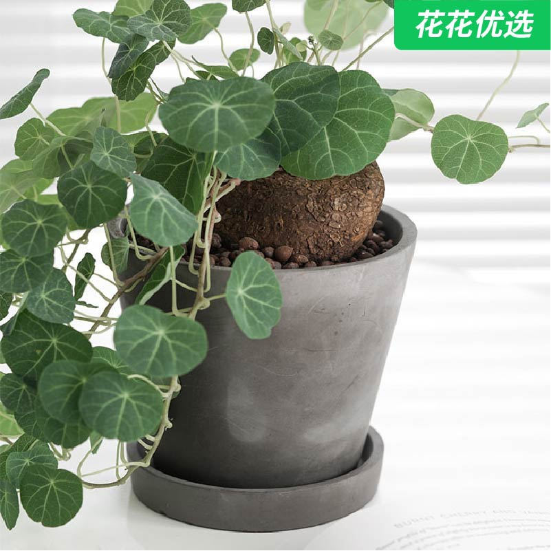 红藤山乌龟 金不换 块根类多肉植物