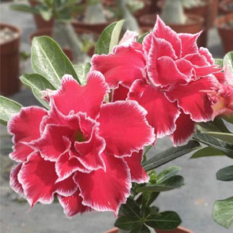 沙漠玫瑰 易度夏易养活 耐干旱