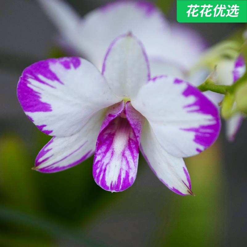 石斛兰 开花机器 清新脱俗