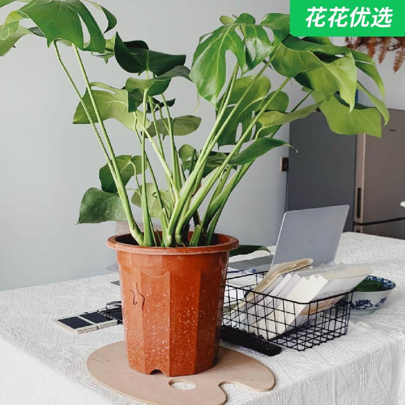 龟背竹 叶子宽大油绿 净化空气吸甲醛