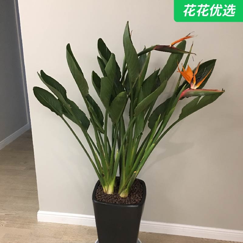 天堂鸟 鹤望兰姿态优美十分耐养个个开出仙鹤