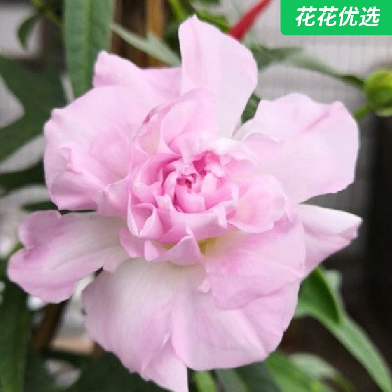 缠枝牡丹 耐寒耐热，超大花量与超长花期并存