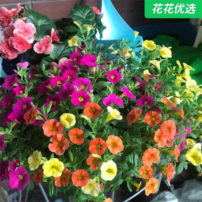 百万小铃， 上镜系数高，小清新感十足百万小玲