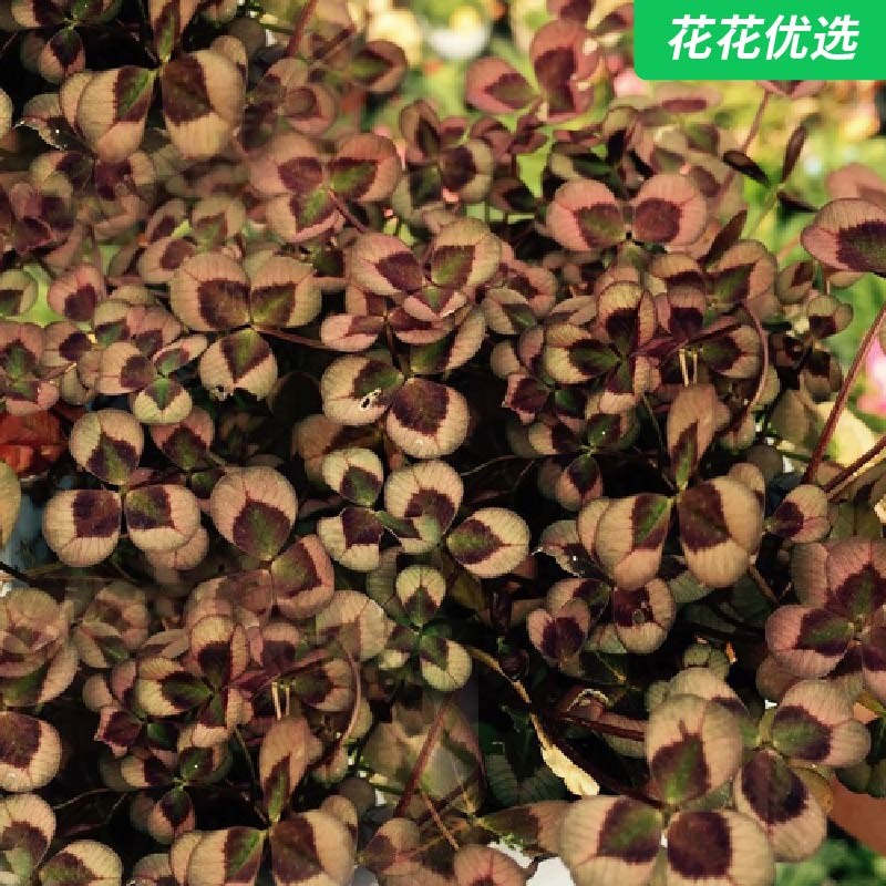 三叶草 好看的地被植物，赋予了浪漫的气息