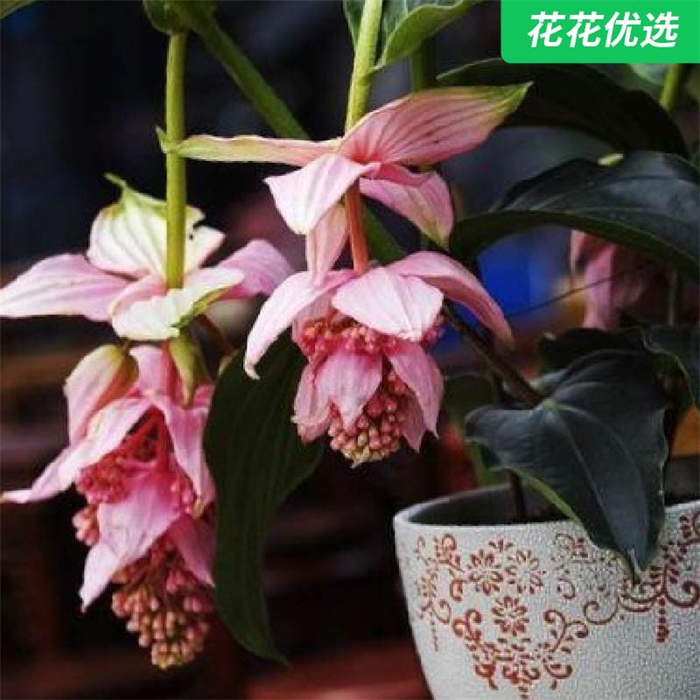 宝莲灯 看起来珠光宝气的盆栽花，在家也能养