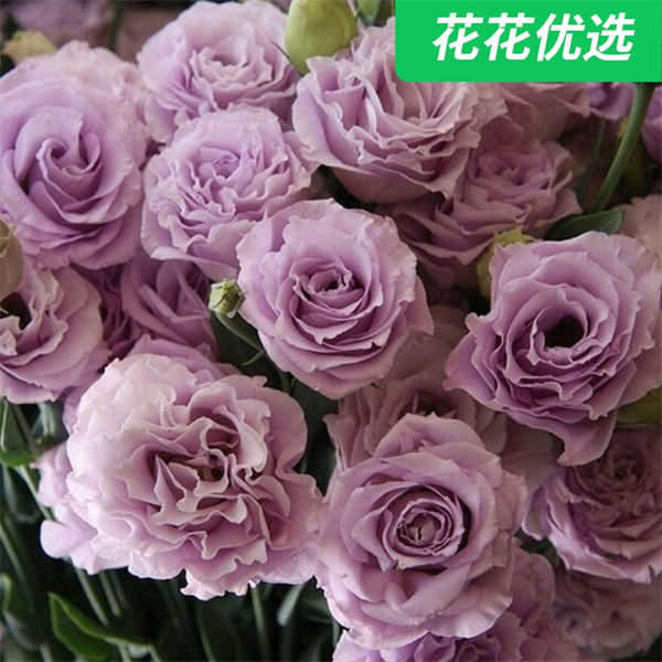 洋桔梗混色套餐 花色丰富不怕晒