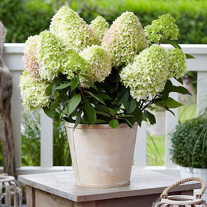 圆锥绣球 耐寒耐热 花园盆栽植物