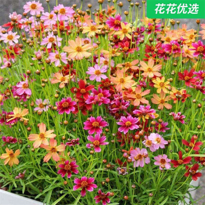 金鸡菊 种子撒院子里就能长