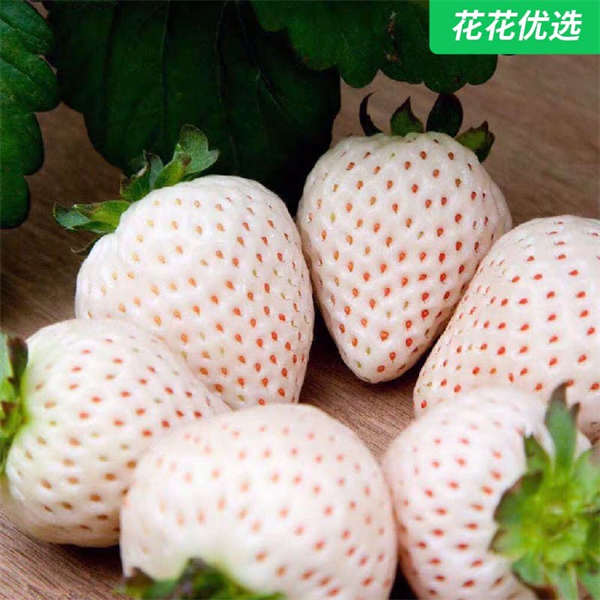 天使草莓苗 白色草莓 颜值逆天