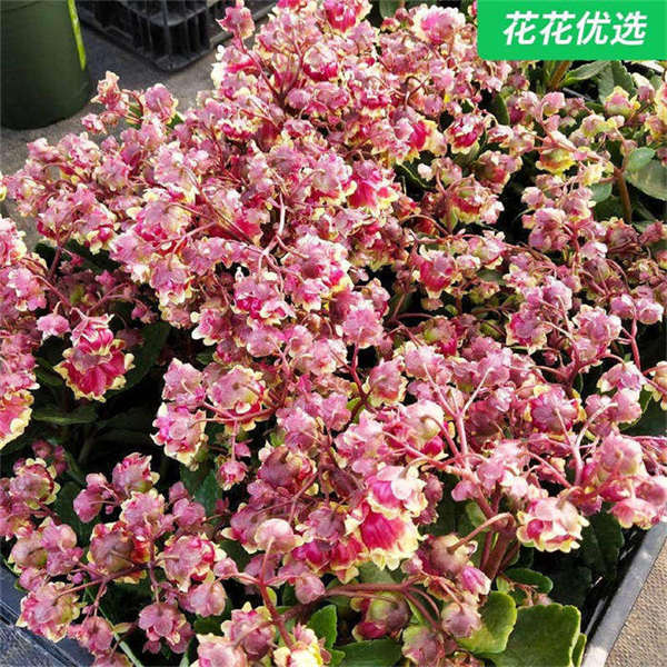 重瓣宫灯长寿 长寿花新品种 花期长能开三个月