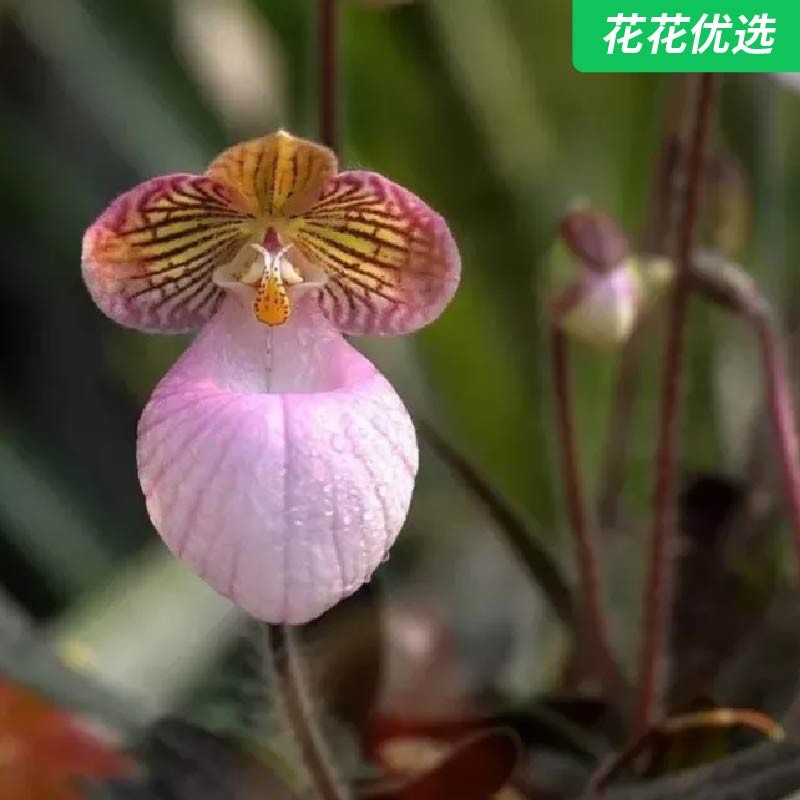 带有&ldquo;仙气&rdquo;的兰花兜兰，被誉为&ldquo;花卉界大熊猫&rdquo;