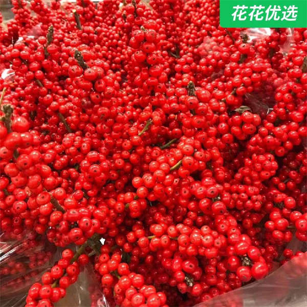 北美冬青 最适合冬天，养护简单，结的果子还能&ldquo;变红&rdquo;增添喜庆！