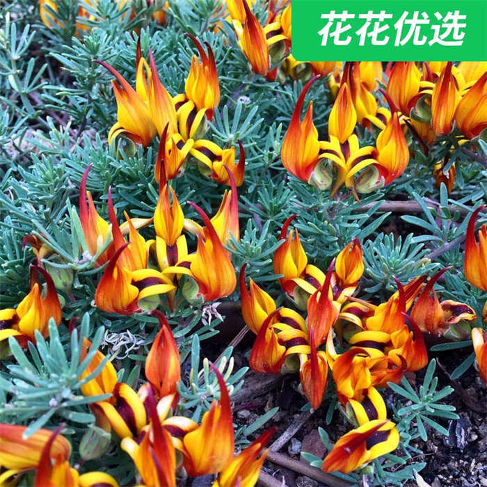 新奇植物 鹦鹉嘴百脉根