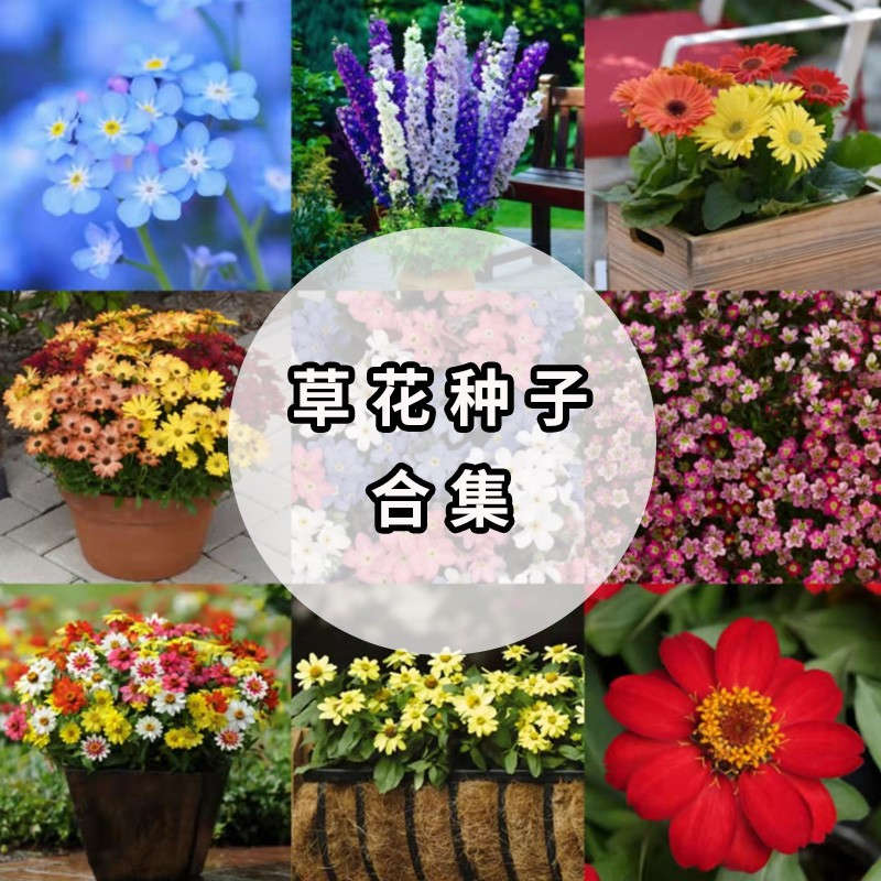 进口草花种子合集3  金鱼草、波斯菊、香雪球、迷迭香、虎耳草、勿忘我、福禄考