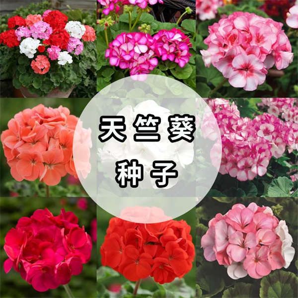 天竺葵种子合集