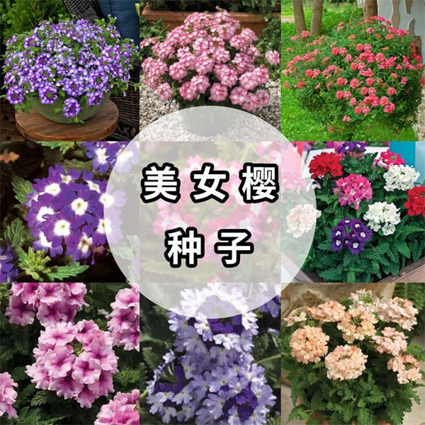 美女樱种子合集