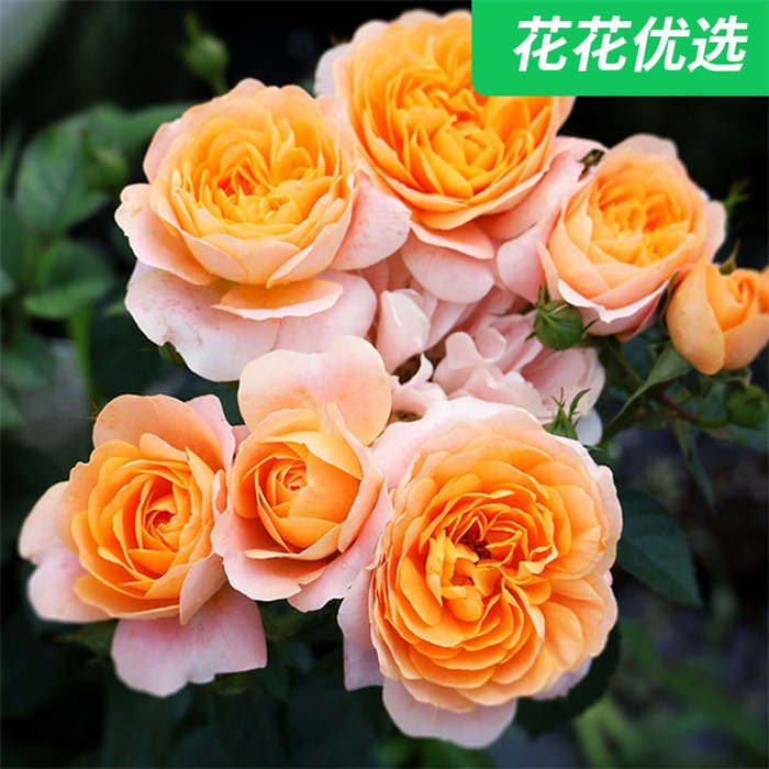 【特价】微型月季果汁阳台  阳台党最爱  开花诱人果汁色