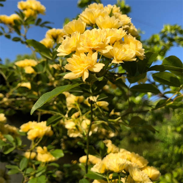 木香花苗红、黄、白三色爬藤植物 普通四季红木香开花成瀑布