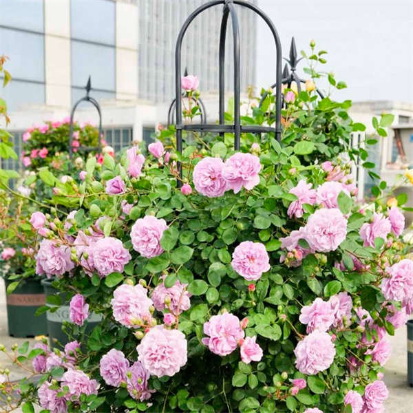 植物花架 月季、铁线莲、蟹爪兰爬藤花架 花箱、拱门 篱笆 室内室外都能用