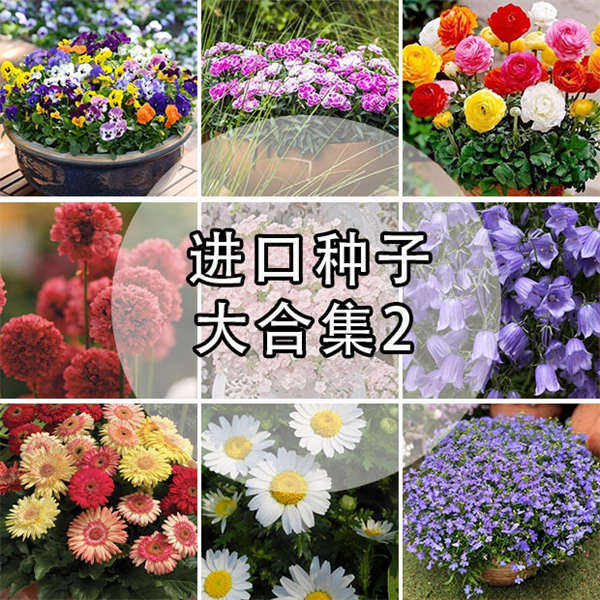 超值草花种子大合集2