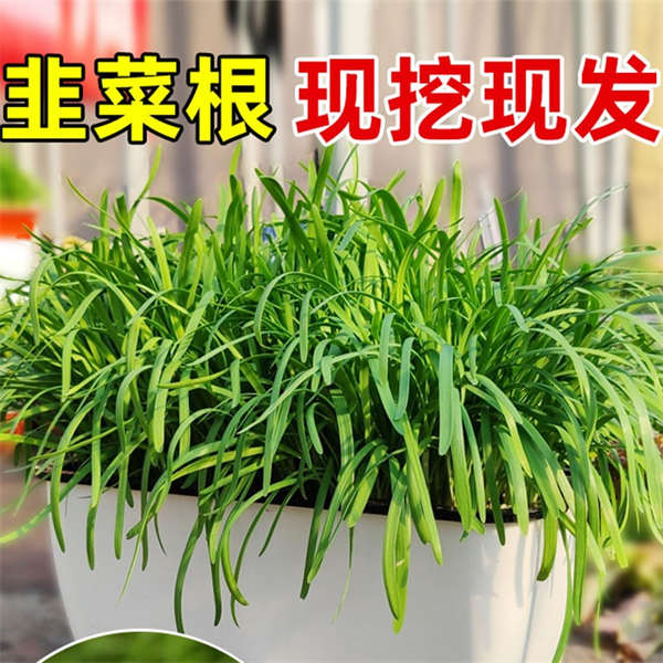 韭菜根 根系发达 地道浓香 根正苗壮