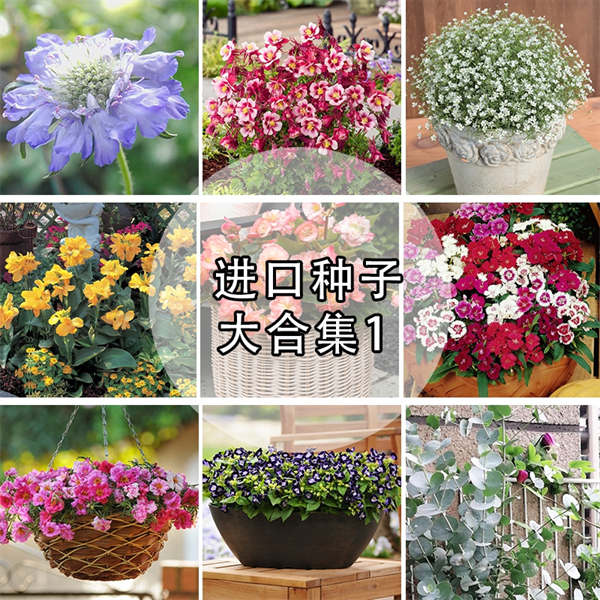超值草花种子大合集1