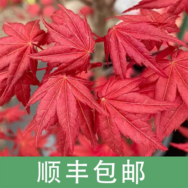 精品红枫  枫树 多品种可选 庭院园林景观风景树 室外地栽盆栽观叶植物 【顺丰包邮】