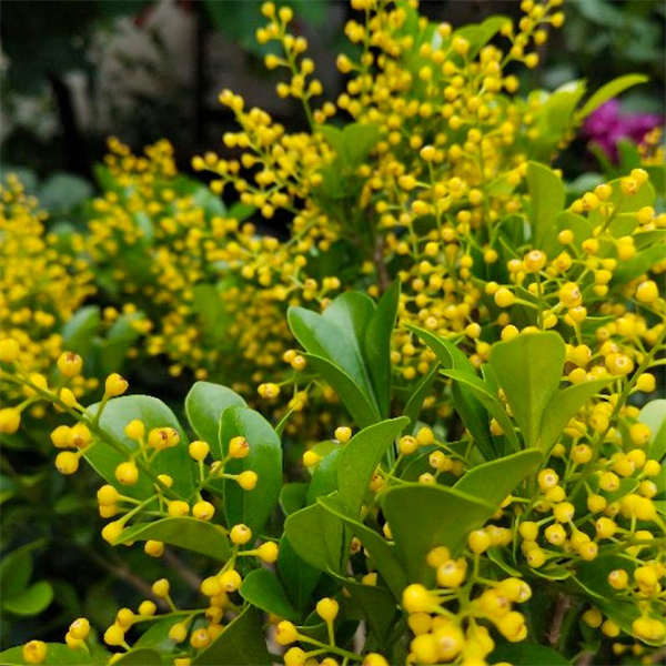 米兰盆栽  带花苞发货 浓香 四季开花 客厅阳台 好养花卉