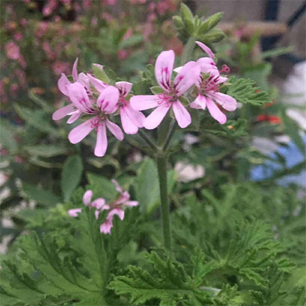 驱蚊草盆栽  夏季防蚊虫  避蚊草绿植花卉  好养易活