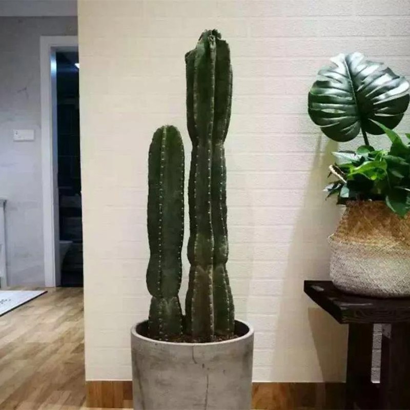 量天尺 大型仙人掌 多肉好养活仙人柱 ins北欧风 沙漠庭院植物