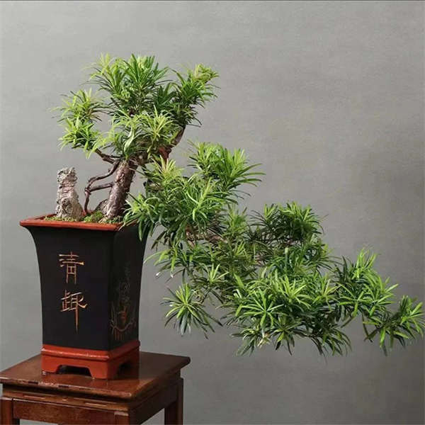 名贵罗汉松盆景 悬崖老桩  室内客厅阳台 庭院必备