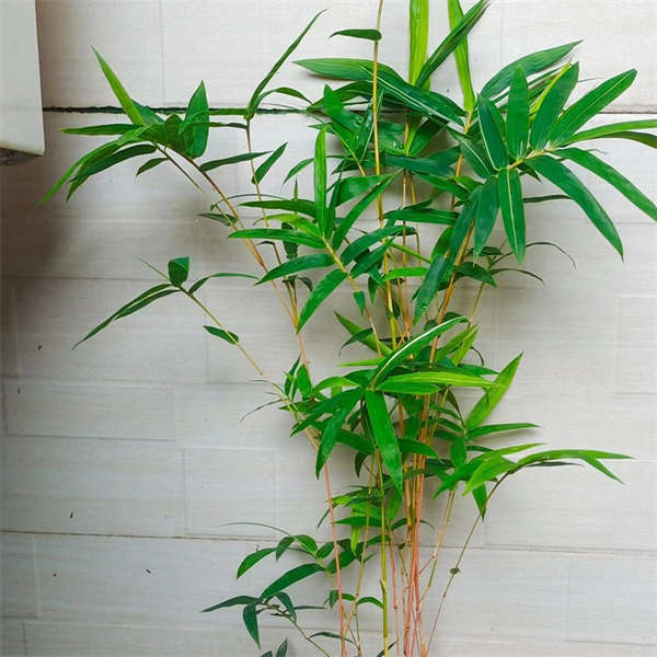 精品竹子 观音竹 内门竹 金丝佛肚竹 红寒竹 小玉山竹 多品种可选