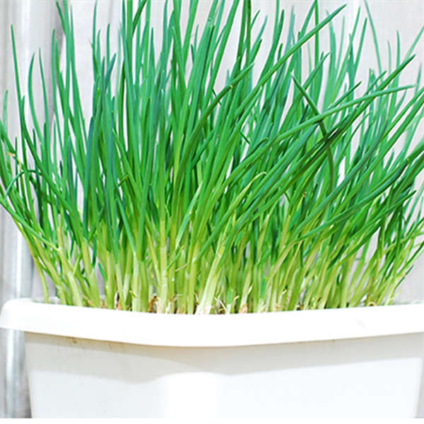 四季小香葱种头 正宗四川红葱头 阳台盆栽 