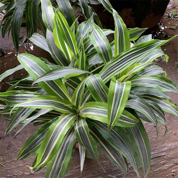 巴西美人盆栽  金边龙血树  室内办公室客厅 四季常青 观叶耐旱植物