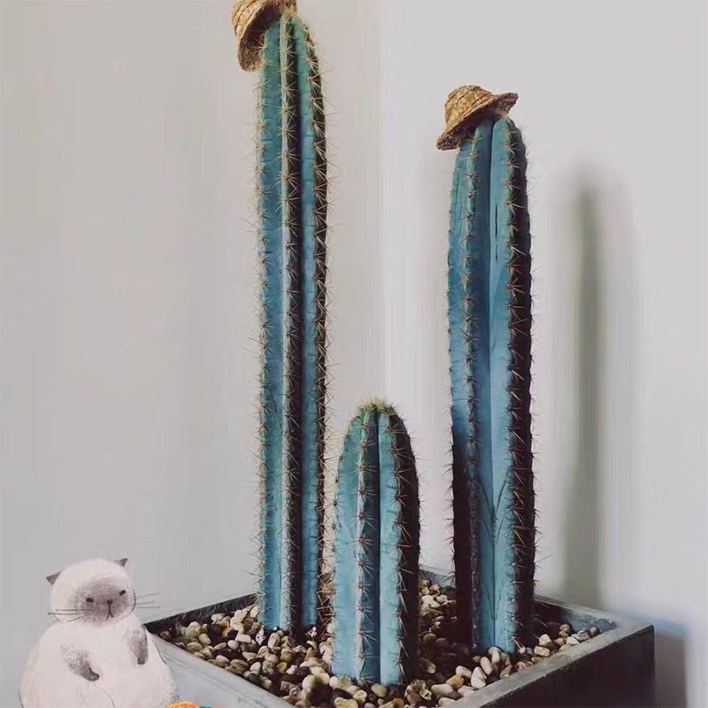 蓝柱 仙人柱 巴西柱 多肉植物组合办公室 室内花卉 沙漠小盆栽